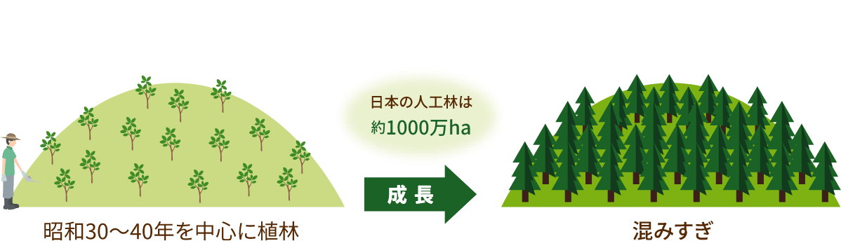 日本の山林の現状