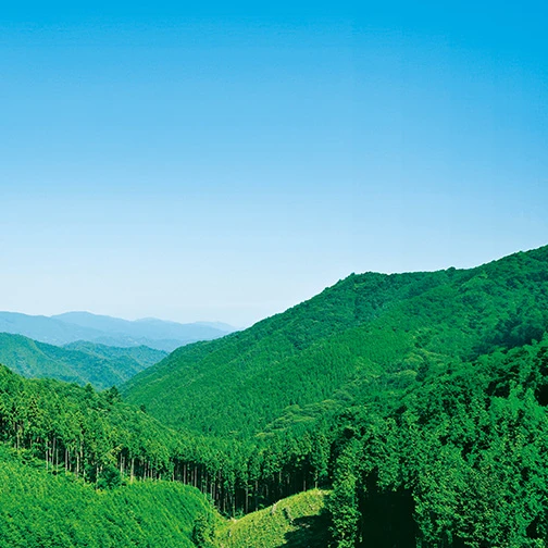 キノシタ林業について